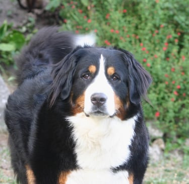 a dog is standing in the grass near a bush