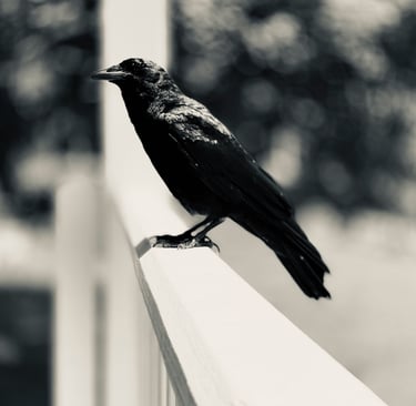 A black crow perched on a porch railing