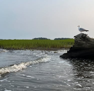 A seagull stands watch perched on a driftwood tree on Cedar Island in Clinton, CT