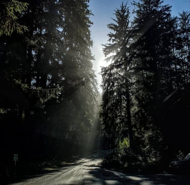 Avenue Of the Giants 