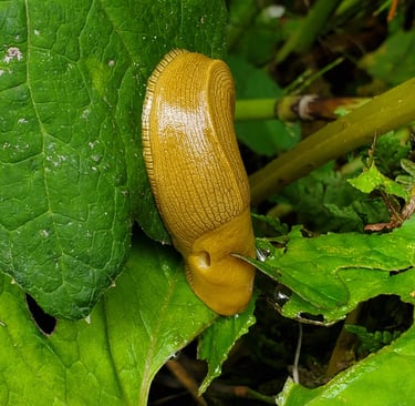 Banana Slug in California 