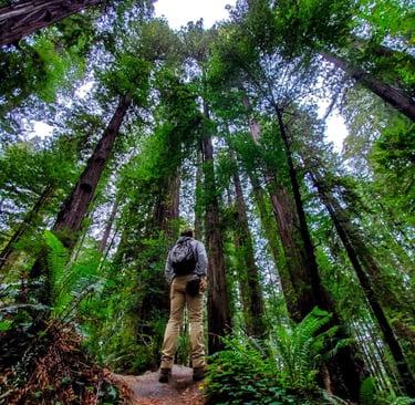 Hiking in Redwoods State Park