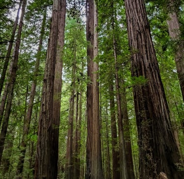 Redwoods State Park "walking amongst giants"
