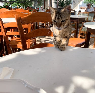 Cats of Milos Greece