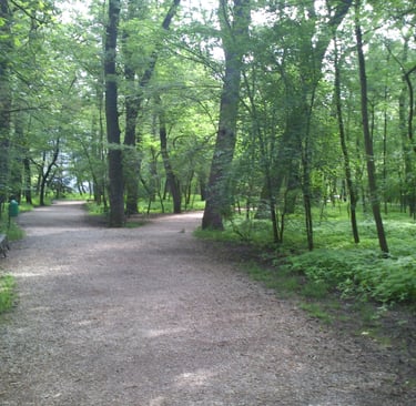 En mi paseo diario por jardines y bosques