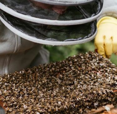 From Hive to Jar: Honey Production, Extraction Methods, and Quality Control