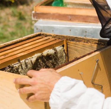 How to Install Package Bees into a New Hive