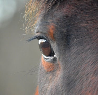 primo piano di un occhio del cavallo