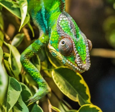 iguana