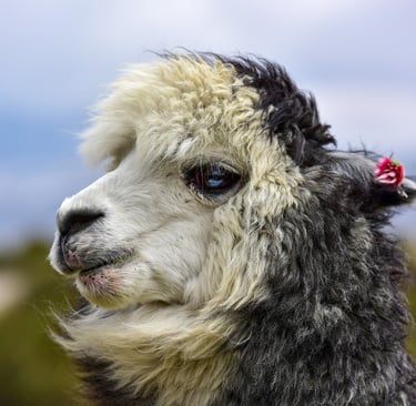 alpaca