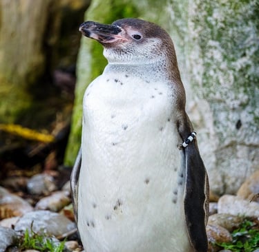pinguino