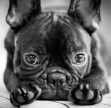 carlino