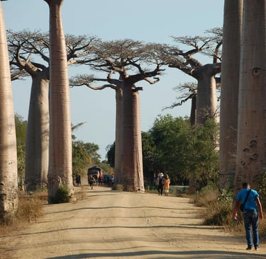 alberi giganti