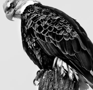 aquila