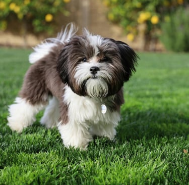 shith tzu