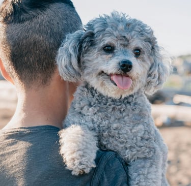uomo e bichon frisè