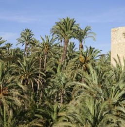 Palmeral de Elche