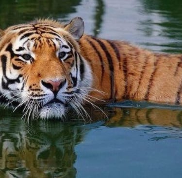 Terra Natura en Benidorm