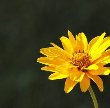 Arnica Elixir floral de l unité