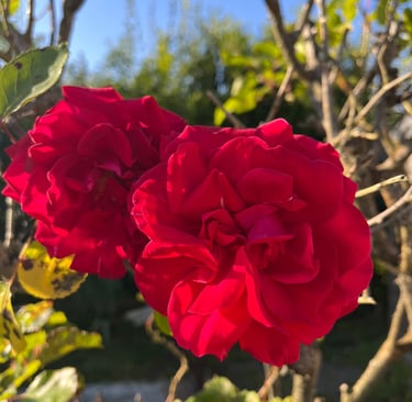 Rose Céline & Florine jardin