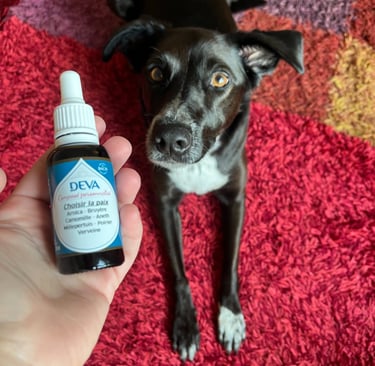 Elixir floral sur mesure Choisi la paix