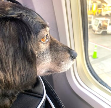A long-haired dachshund mix stares out an airplane window at the airport tarmac and vehicles.