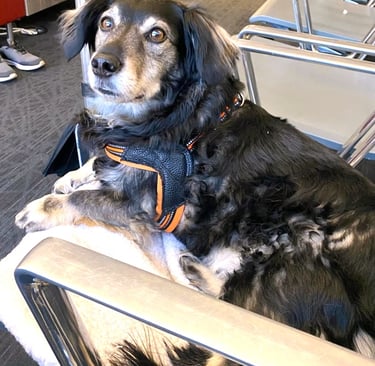 A dog looks at the camera while lounging on a metal chair in an airport awaiting his next flight