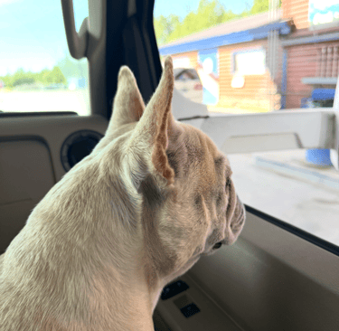 A French bulldog sits in the back seat of a car and looks out the window at a log building.
