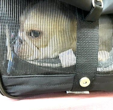 A cream-colored French bulldog is laying down, looking sideways out of the soft-sided pet carrier.