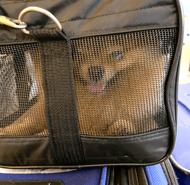 A cream-colored Pomeranian seems to smile through a soft-sided pet carrier