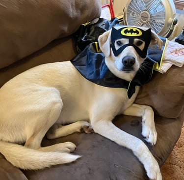 Cream-colored husky wearing a batman mask & cape