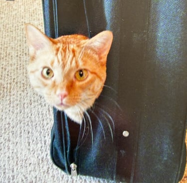 Orange tabby peeks out of black suitcase
