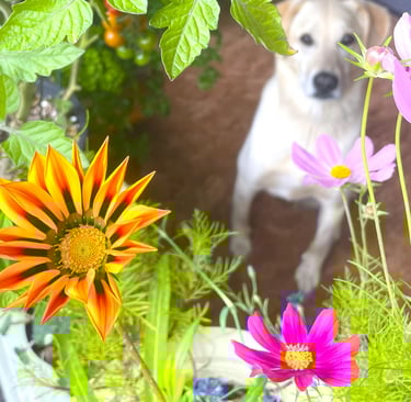 A dog with white fur sits in the background. The foreground has orange and purple flowers
