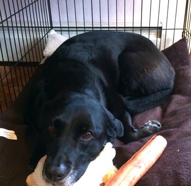 A black lab lies in her wire kennel with her chin on her toy.