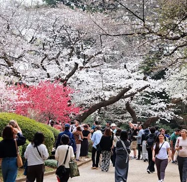 Pink cherry blossom trees in full bloom at Tokyo park during hanami season