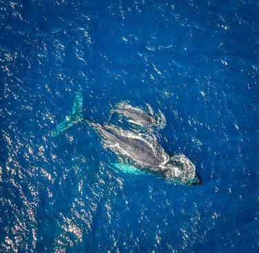 Aerial view of a humpback whale mother and calf swimming in shimmering blue ocean water.