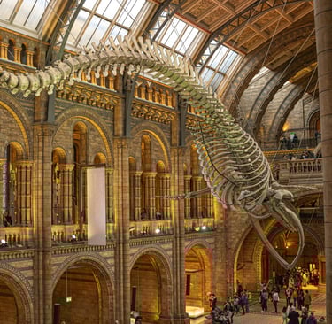 Natural History Museum Romanesque building showing Hintze Hall with whale