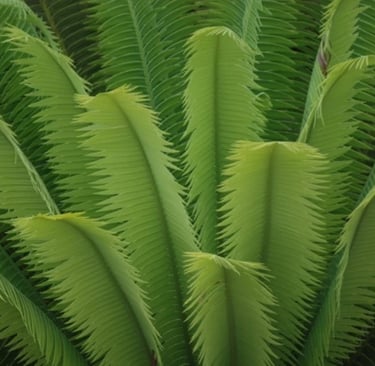 Cycada de la colección en el Jardin Botanico Clavijero de Xalapa