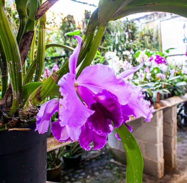 Museo de la Orquidea en Coatepec Pueblo Magico 
