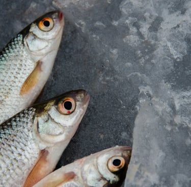 Photo by Alexander Zvir: https://www.pexels.com/photo/silver-and-orange-fish-on-ice-3731945/