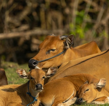 Photo by Sergei Starostin: https://www.pexels.com/photo/relaxing-brown-cows-resting-in-the-sun-33754