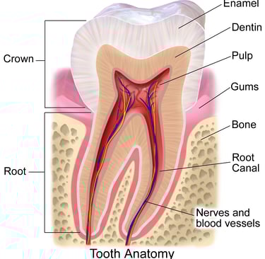 tooth anatomy diagram