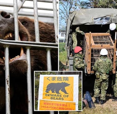Troops Deployed to Control Bears in Japan