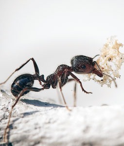 Black ant
