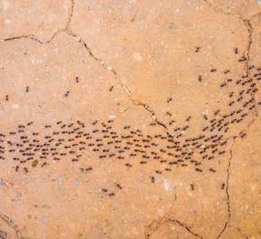 Lines of ants moving across a driveway