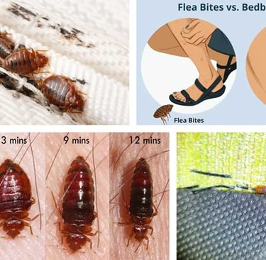 Bed bugs information