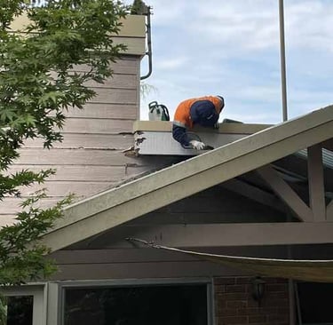 Using the camera to locate a carpenter ant nest