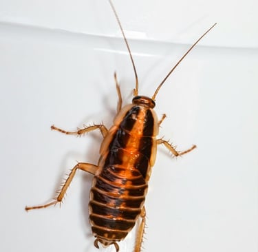 German cockroach