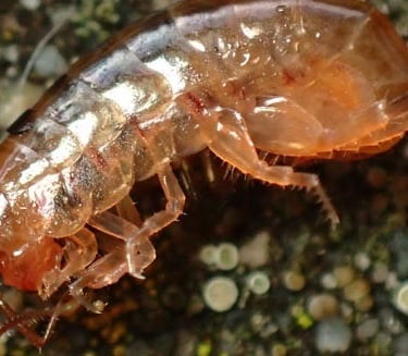 Lawn shrimp are completely harmless and great for your garden health.