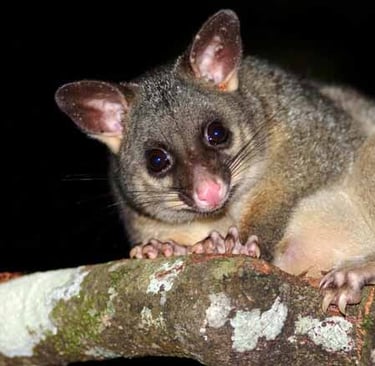 Possum